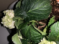 アジサイの茎と葉の根元に黒い斑点が葉っぱには2枚ほどに1箇所ほど黒い斑点 Yahoo 知恵袋