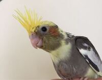 オカメインコの毛引きで悩んでます エリザベスカラーでどのような Yahoo 知恵袋