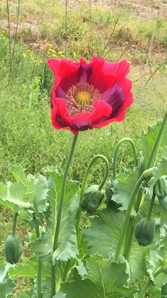 ケシの花 これは大丈夫なものでしょうか 一重咲きのパパベル Yahoo 知恵袋