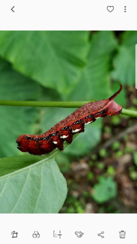 このスズメガの幼虫の種類を教えてくださいわたしの友達の家の庭にい Yahoo 知恵袋