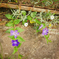 地下茎でやたらと増える 禁断のツルニチニチソウを植えてしまってからもう1年経 Yahoo 知恵袋