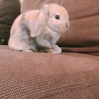 ホーランドロップイヤーとしいう種類のうさぎを買おうと検討しています 色 Yahoo 知恵袋