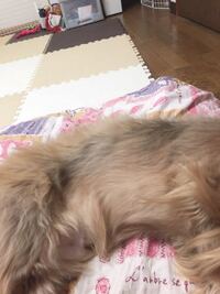 犬が横になるとお腹が凹むのは何故ですか 内臓が下に行くからです 胸部 Yahoo 知恵袋