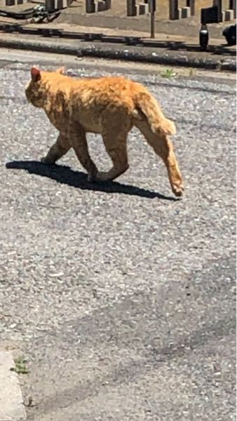 うちでねこを飼ってるのですが、おしりをつけて座るので、うんちが床 