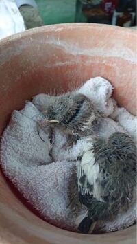 ムクドリ大 ギーギー鳴く腹部が黄ばんだ鳥は 場所 中部地方の平地の民 Yahoo 知恵袋