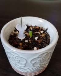 サボテンの冬の置き場所について サボテンは冬は水やりをまった Yahoo 知恵袋