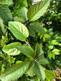 ウサギへのタンポポやクローバーのあげる量について質問です い Yahoo 知恵袋