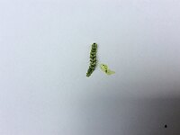 家庭菜園のキュウリに今まで見なかった青虫が付き葉を食い荒らされて Yahoo 知恵袋