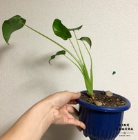 クワズイモの幹の部分 芋 を太く 大きく したいのですが どのように管理をし Yahoo 知恵袋