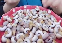 中国の方が食べていたのですが これは何という貝ですか Yahoo 知恵袋