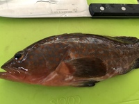 子どもが魚を釣ってきました 検索して キジハタ アコウ かなと思っているの Yahoo 知恵袋