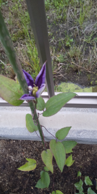 朝顔に似た花が種を植えてないのに芽をだしました この花はなんですか Yahoo 知恵袋
