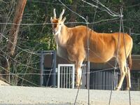 天王寺動物園にいたこの動物はなんとゆう名前なんでしょうか エ Yahoo 知恵袋