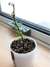 コケモモを育てていますが なかなか花が咲きません 花の咲かない理 Yahoo 知恵袋