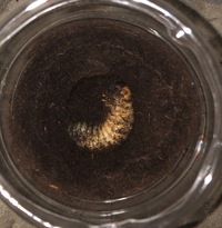 カブトムシ幼虫を初めて飼育してます 冬は大丈夫でしょうか 寒くなって Yahoo 知恵袋