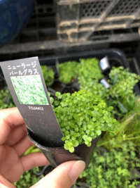 100均にある鑑賞用の植物はアクアリウムに使えますか ペッ Yahoo 知恵袋