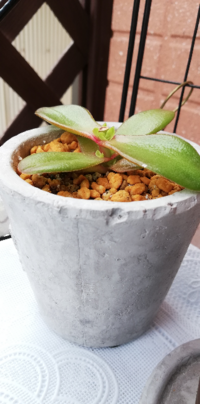 この新芽の生えかた まずい 徒長した多肉植物 おそらく火祭り を仕立 Yahoo 知恵袋