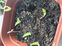 唐辛子を種まきしましたが 芽が育ちません 双葉のまま1ヶ月くらい Yahoo 知恵袋