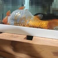 家で飼っている金魚が1ヶ月ほど前からお腹が膨らむようになりました Yahoo 知恵袋