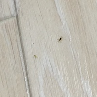 1 3ミリほどの小さい虫なのですが どちらの虫もユスリカですか Yahoo 知恵袋