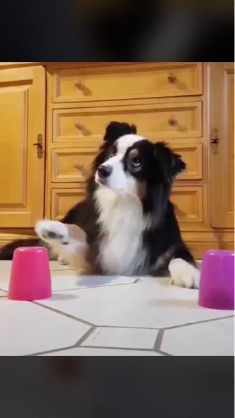 ボーダーコリーを飼ってる方に質問です。ボーダーコリーを室内 