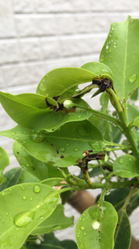 ソヨゴを庭に植えて１年が過ぎ 根元には芝桜を植えています 日に日にソ Yahoo 知恵袋