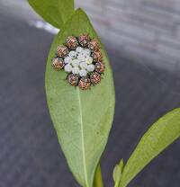 沈丁花は生け垣に不適ですか 沈丁花は虫は付かないし 茂り過ぎること Yahoo 知恵袋