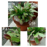 シャコバサボテンの葉が赤くなっていて 調べたら根が詰まっているとのこと でも Yahoo 知恵袋