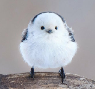 画像 赤ちゃん もふもふ 可愛い 動物