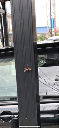 初めて見る蜘蛛が 余りにも怪しい蜘蛛の色手がオレンジ 体が黒で Yahoo 知恵袋