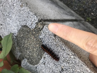 黒に赤の線が入った毛虫 幼虫がよくいるのですが 害虫ですか 益虫 Yahoo 知恵袋