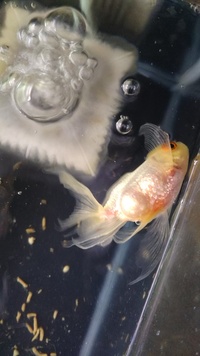 金魚の浮き袋についてです 最近飼い始めた金魚がいるのですが 頬 の部 Yahoo 知恵袋