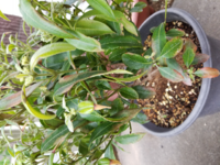 レモンマートルの株分けについてレモンマートルの株分けをしたい Yahoo 知恵袋