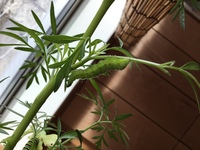 うさぎは イタリアンパセリだけじゃなく 普通のカーリーパセリ Yahoo 知恵袋