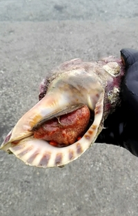 世界で一番大きな貝ってどれくらいの大きさですか また その貝の名前も教え Yahoo 知恵袋