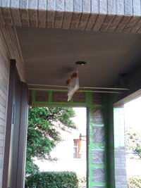 ヘビがツバメの巣をしつこく狙います 今朝 ツバメがピーピー鳴いて Yahoo 知恵袋