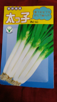 長ネギの松本一本ネギを去年種からはじめ 今年5月に植え付けまして育てていますが Yahoo 知恵袋