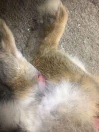 うさぎの爪の１つの付け根が赤く腫れてその爪の半分を覆っているのですがこれは Yahoo 知恵袋