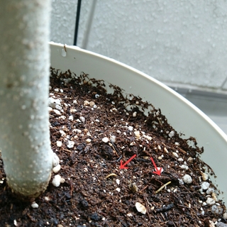 観葉植物 ゴムの木 の根が土表面に出てきますフィカス ベンガレン Yahoo 知恵袋