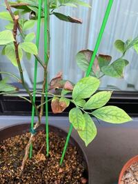 教えて ブルーベリーの葉が茶色に枯れて来ました 昨年植えたブルーベリーの Yahoo 知恵袋