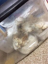 コオロギの寿命はどの位ですか おはようございます コオロギの寿命 Yahoo 知恵袋