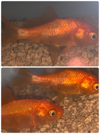 金魚についてなんですが 白い模様 怪我したみたいな金魚が2匹いるのですが Yahoo 知恵袋