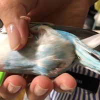 セキセイインコのお腹の膨らみについてうちのインコ メス ４歳 の下 Yahoo 知恵袋