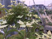 ヤマボウシの剪定方法 庭にヤマボウシがあります だんだんと大きくなって 壁 Yahoo 知恵袋