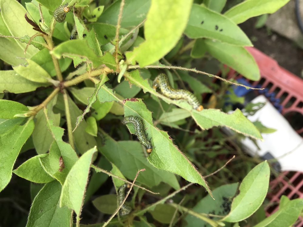 この毛虫の種類を教えてください 大量発生してツツジの葉を食べ Yahoo 知恵袋