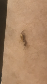 これはなんという名前の虫でしょうか 羽つきで 胴体が長い蟻のようにみえ Yahoo 知恵袋