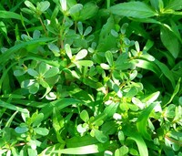 ポーチュラカの葉にそっくりなくせに花が全く咲かないものが繁殖しまくりです Yahoo 知恵袋