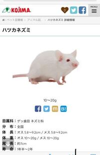 ハツカネズミはなぜ日なのですか ハツカネズミはなぜ日なのです Yahoo 知恵袋