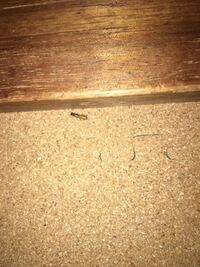 この虫は何という虫でしょうか 毎年秋ごろに大量発生して庭を Yahoo 知恵袋