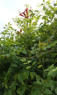 花の名前教えて 赤い実のような釣鐘のような鈴のような花が咲きます ひとつの Yahoo 知恵袋
